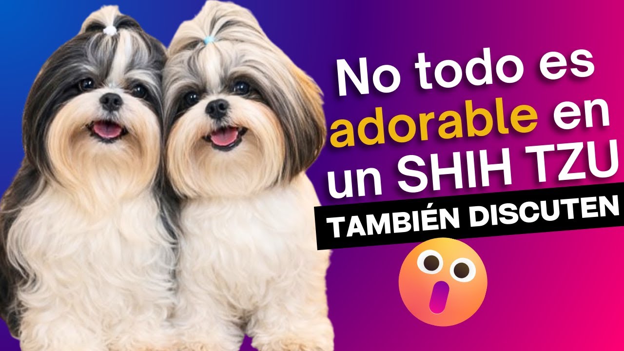 Has visto a un Shih tzu RECLAMAR su JUGUETE favorito? ¡qué carácter! 😱❤️