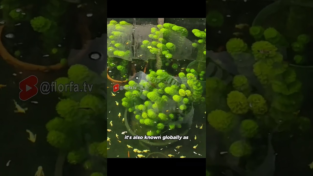 beatiful invasive plant 