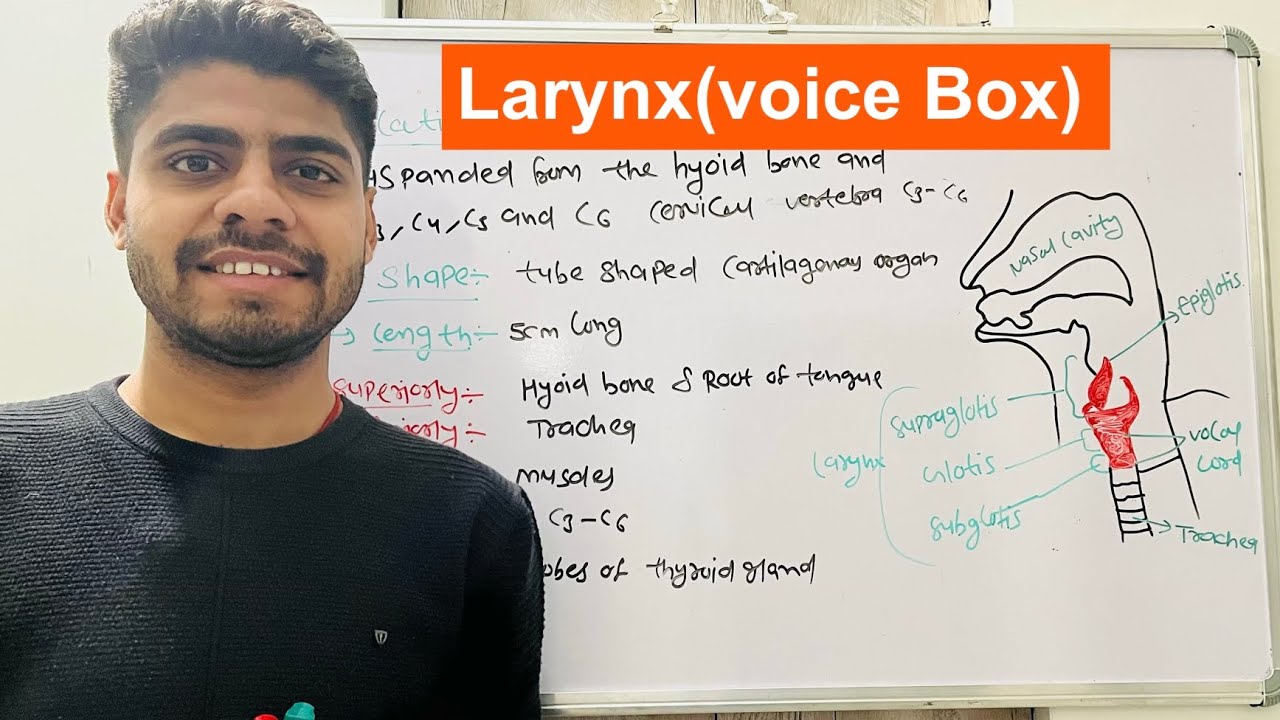 Larynx anatomy & physiology in hindi parts structure vocal cord