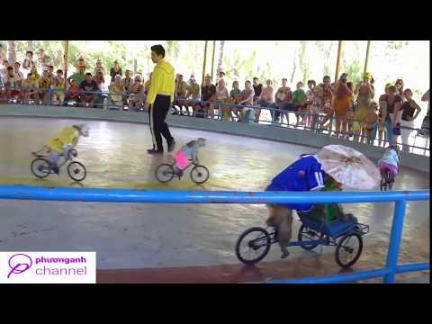 Video Khỉ Làm xiếc Khỉ Đi Xe Đạp Nhạc Tây Du Ký Thiếu Nhi... - youtube