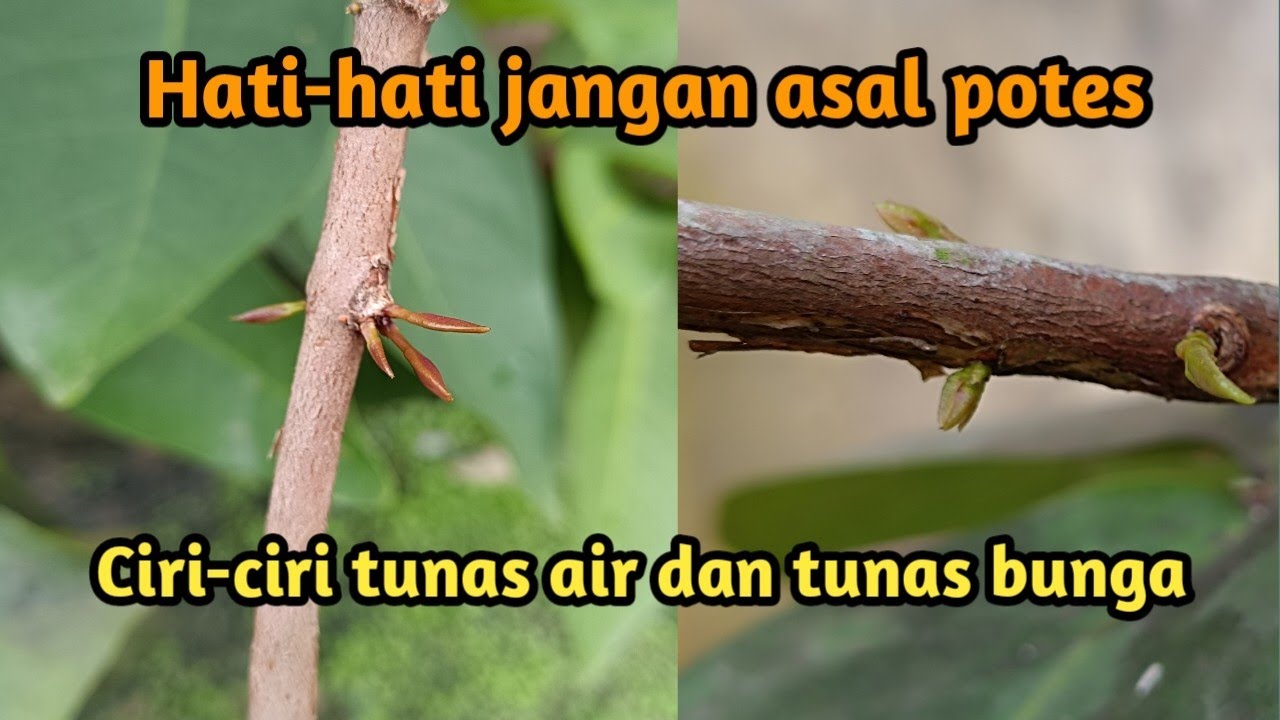 Cara bedakan tunas air dan tunas bunga pada tanaman jambu air