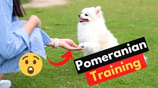 10 Pomeranian Training Tips | Are Pomeranians Easy to Train? by Little Paws Training 3,610 views 1 year ago 8 minutes, 45 seconds