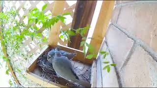 A Dove Nest. From laying eggs to hatching to fledging.