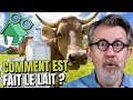 🐮Comment la vache fait-elle du lait ? 🥛