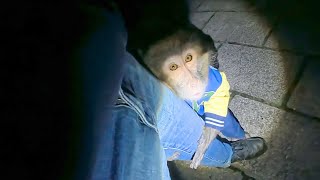 「どしたの?」夜に散歩したら…お猿さんの行動がおかしくなりました