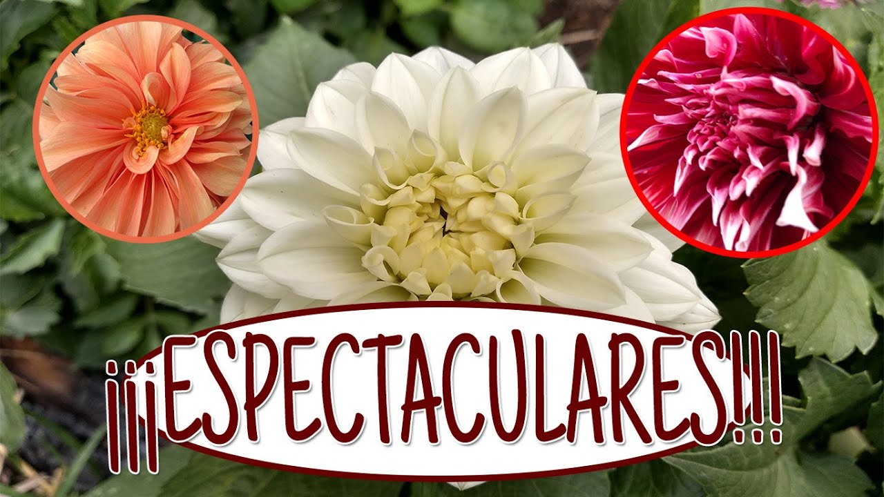 DALIAS- ¿CÓMO CUIDARLAS? | QUINDE