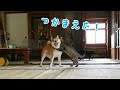 好敵手を得た犬と猫の全力鬼ごっこ Dog and Cat Playing Tag