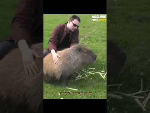 Video: Haiwan capybara ialah tikus terbesar. Penerangan, foto