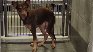 acs A688213