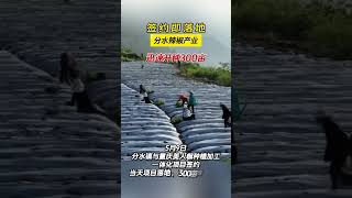 Signed and immediately put into action — the 300-acre pepper base in Fenshui breaks ground.