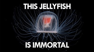 Jellyfish are the key to Immortality