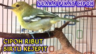 Suara cipoh / sirtu/ cipow RIBUT DAN KEJEPIT ampuh untuk PIKAT