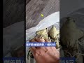 端午節／當然要吃肉粽呀