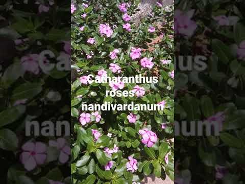 Videó: Katarantus - A Catharanthus, A Catharanthus Mag Hasznos Tulajdonságai és Alkalmazása. Katarantus Rózsaszínű, Ampellás