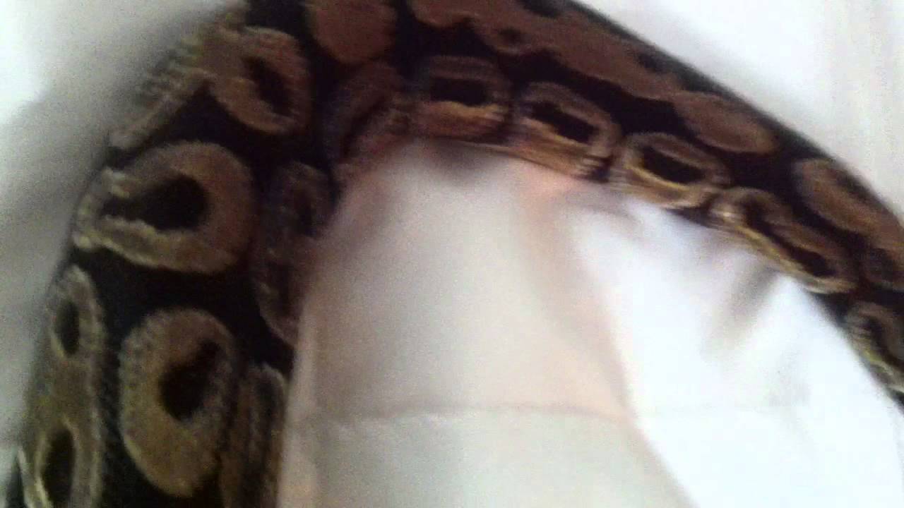 green anaconda feeding My collection of Ball Pythons Red tail boa, and Green Anaconda.