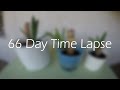 66 Day Time Lapse of a Yucca Plant Growing