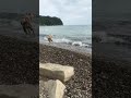 Стаффордширский терьер первый раз на море. Моя собака