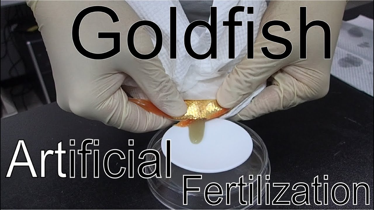 Goldfish Artificial Fertilization for Developmental Biology 4min ver. YouTube
