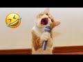 Funniest animals 2023  new funny cats and dogs  part 3