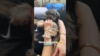 Love kissing Mom’s hands so much #yorkie #love Love kissing Mom’s hands so much #yorkie #love