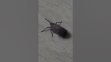 An insect trying to shake off the remnants of cobweb #shorts