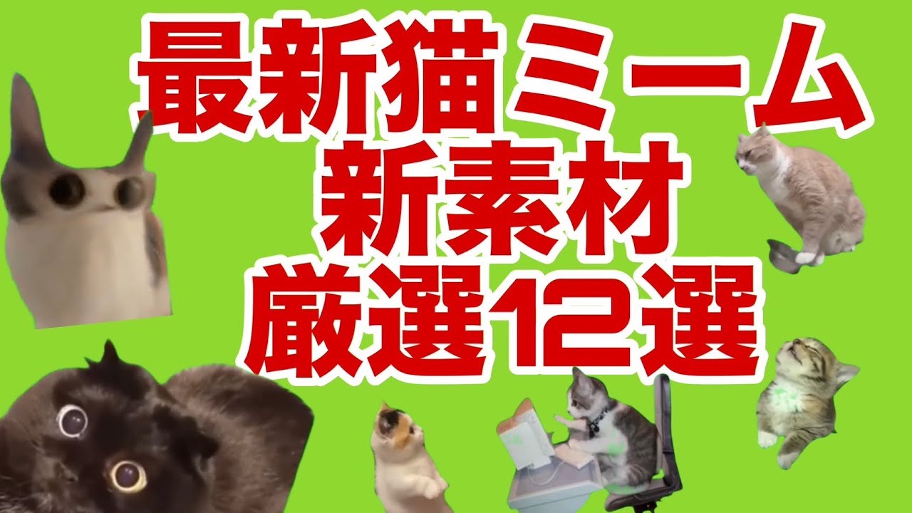 最新猫ミーム新素材12連発【永久保存版】【猫ミーム素材/cat meme/GB/グリーンバック素材(Cat meme green screen ...