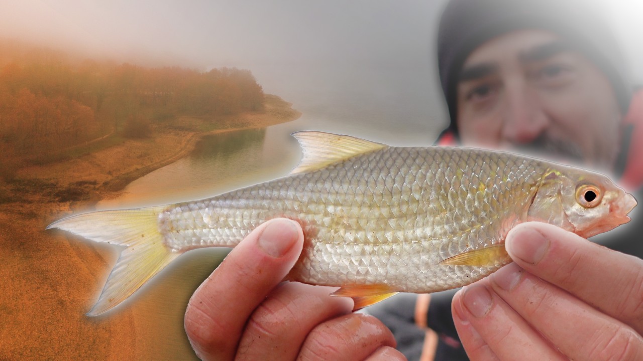 PÊCHE EN HIVER : où sont les poissons ? Comment pêcher les gardons ?