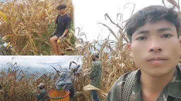 Go get some corn and feed the chickens on 28/10/2025