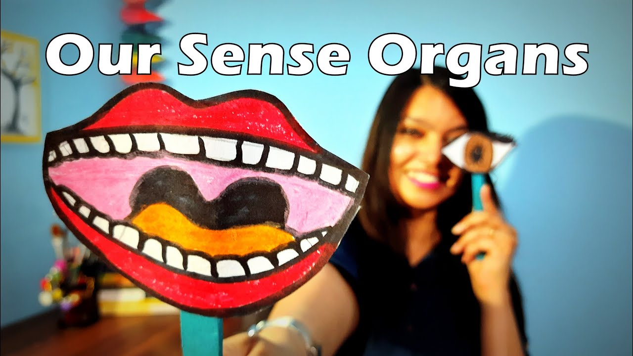 Human Sense Organs | Five Senses | Rhyme on Sense Organs | Educational ...