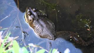 Bull Frog Call