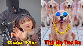 Thú Cưng TV | Trứng Vàng và Trứng Bạc #20 | Chó Golden Gâu Đần thông minh vui nhộn | Pets smart dog