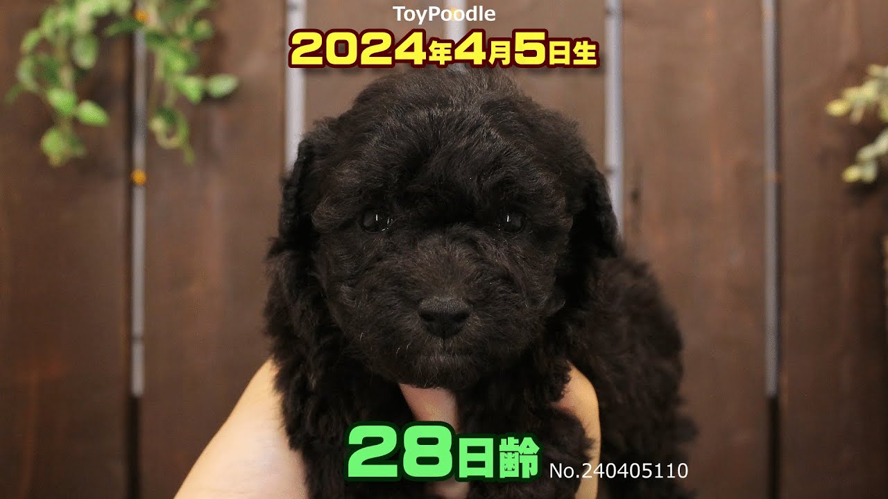 トイプードル 【2024年4月5日生・女の子】➀-3 – DOLLz【ドールズ