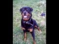 Mes 2 rottweilers paco et saida aujourdhui disparus