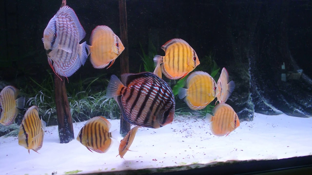 2 Piwowarski Discus Diskus Curilenquer XXL with Wild Cameta Discus
