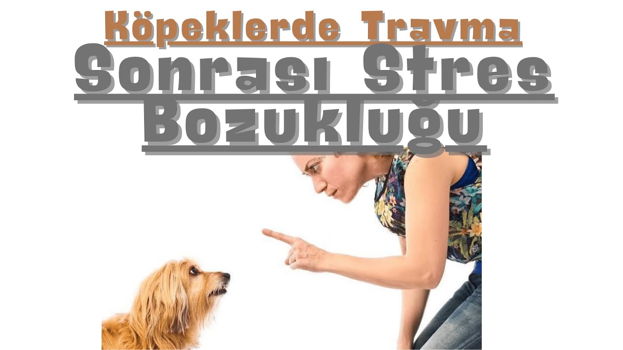 Köpeklerde Travma Sonrası Stres Bozukluğu