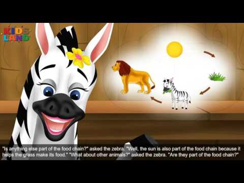 Young Zebra Food Chain - Children’s Bedtime Story