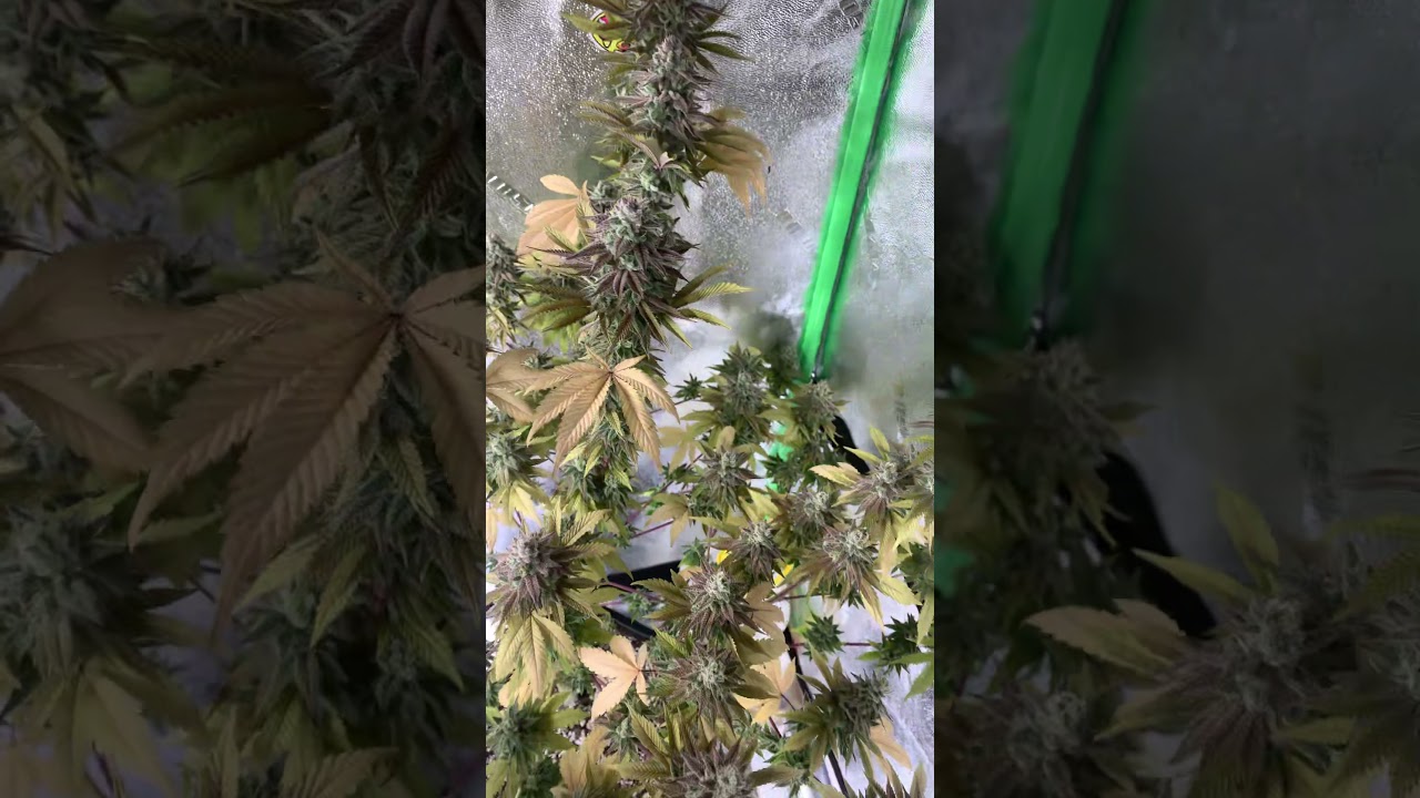 440 Farmz 4x4 Grow