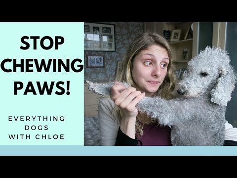 HOW TO STOP DOG CHEWING PAWS - DOG PRODUCT REVIEW