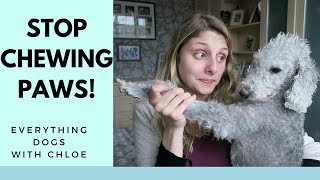stop dog chewing feet
