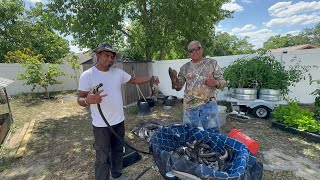 🇬🇾 HASSA | Cascado | St Johns River Fishing 2024 | CATCH CLEAN COOK | Mahaica Style