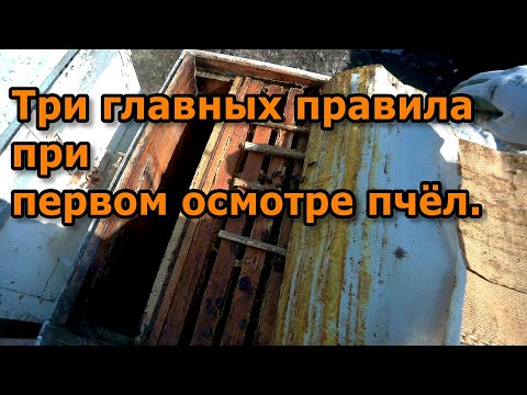 3 главных правила при первом осмотре пчёл.