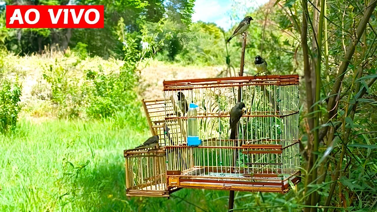 PEGADA DE PAPA CAPIM AO VIVO