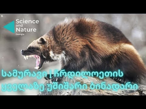 სამურავი | Wolverine | როგორ ცხოვრობს ყველაზე მამაცი კვერნა | Science and Nature Georgia |