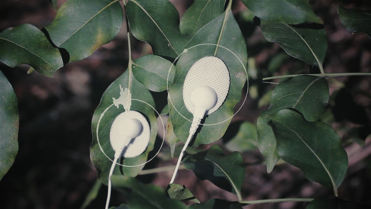 MIDI Sprout in the Wilderness