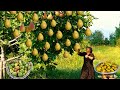 Harvesting fresh fruits in the village 2  1 hour of the best fruit recipes