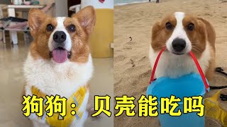 The dog went to the seaside to pick up shells and immediately got excited to take out his own tools by 习小喵 41 views 8 months ago 1 minute, 7 seconds