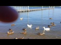 Feeding ducks with Damien and Prince pt2