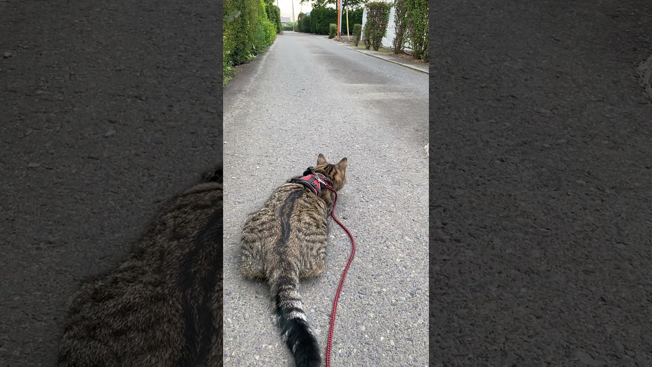 スズメと遭遇したトラジ。この後スズメが去っても動いてくれない。 #猫 #cat #キジトラ #shorts