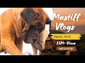 Mastiffs: The Gentle Giants , English Mastiff in INDIA , #rahulpets #mastiff