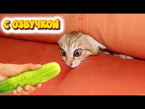 Приколы с котами! Самая смешная ОЗВУЧКА ЖИВОТНЫХ! ЗАСМЕЯЛСЯ ПОДПИСАЛСЯ!